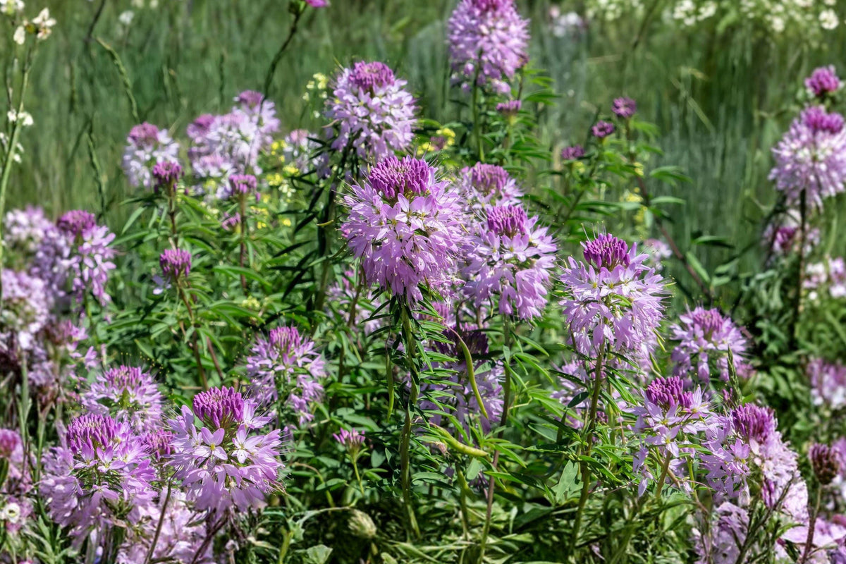 Rocky Mountain Bee Plant Seeds - Native Wildflower, Pink-Purple Blooms, Drought Tolerant, Pollinator Magnet, Cleome serrulata, 75 Seeds