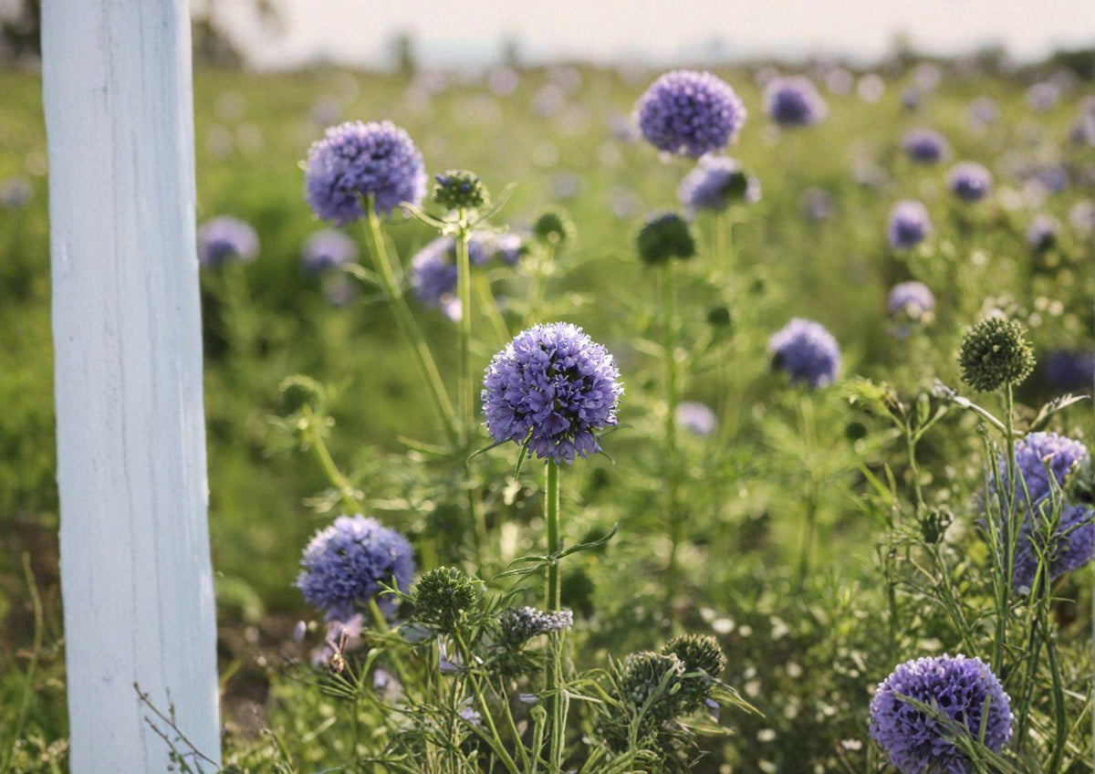 Globe Gilia Seeds - Bluehead Gilia, Native Wildflower, Gilia capitata, Lavender-Blue Clusters, Pollinator-Friendly, Drought Tolerant
