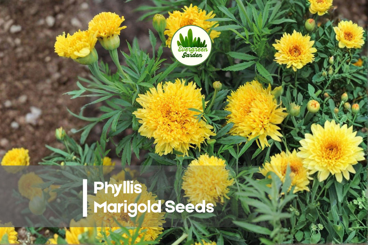 25 Phyllis Marigold Seeds - Bright Yellow Frilly Blooms, Upright Tagetes spp. for Borders, Containers & Garden Beds