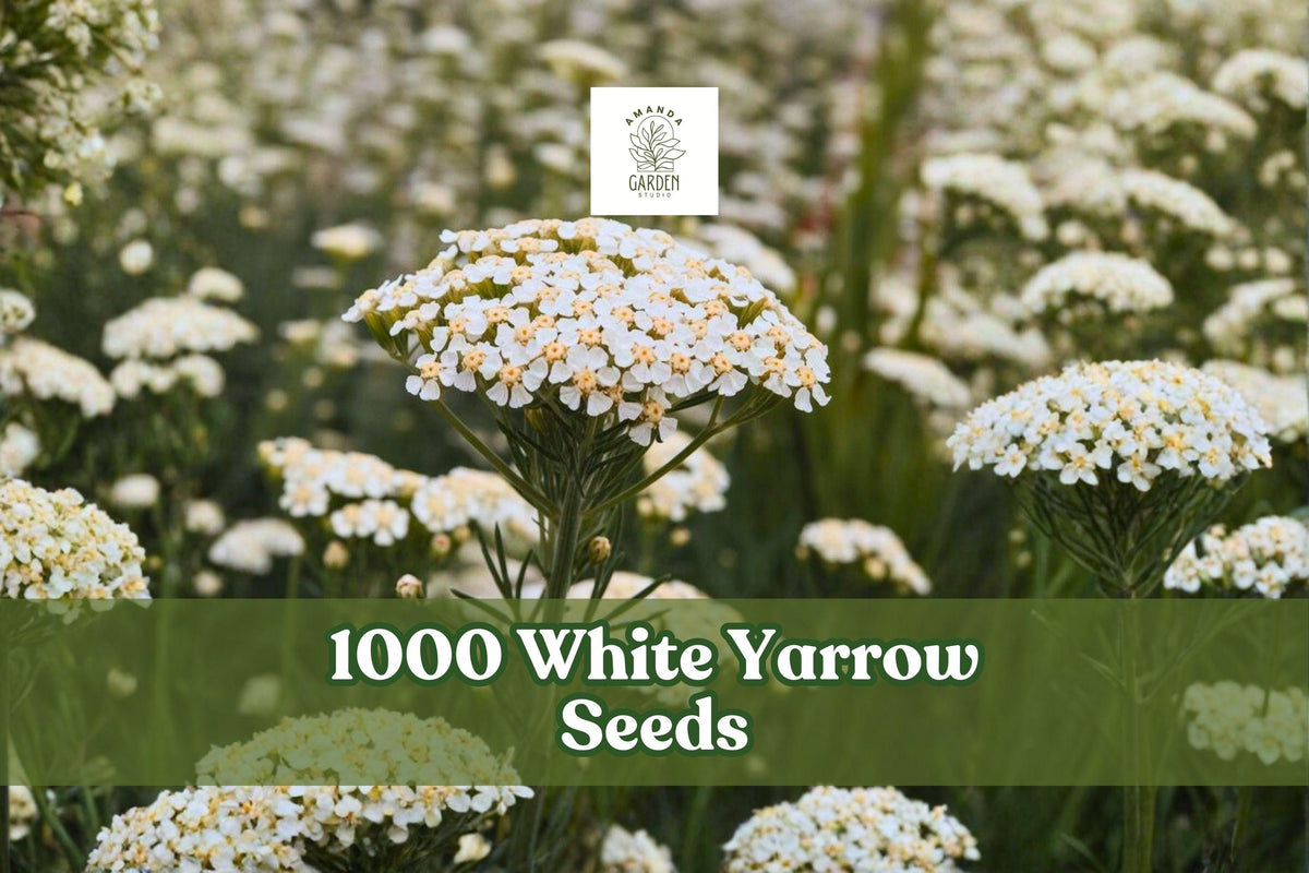 1000 White Yarrow Seeds – Achillea millefolium Perennial Wildflower for Gardens, Meadows, Borders