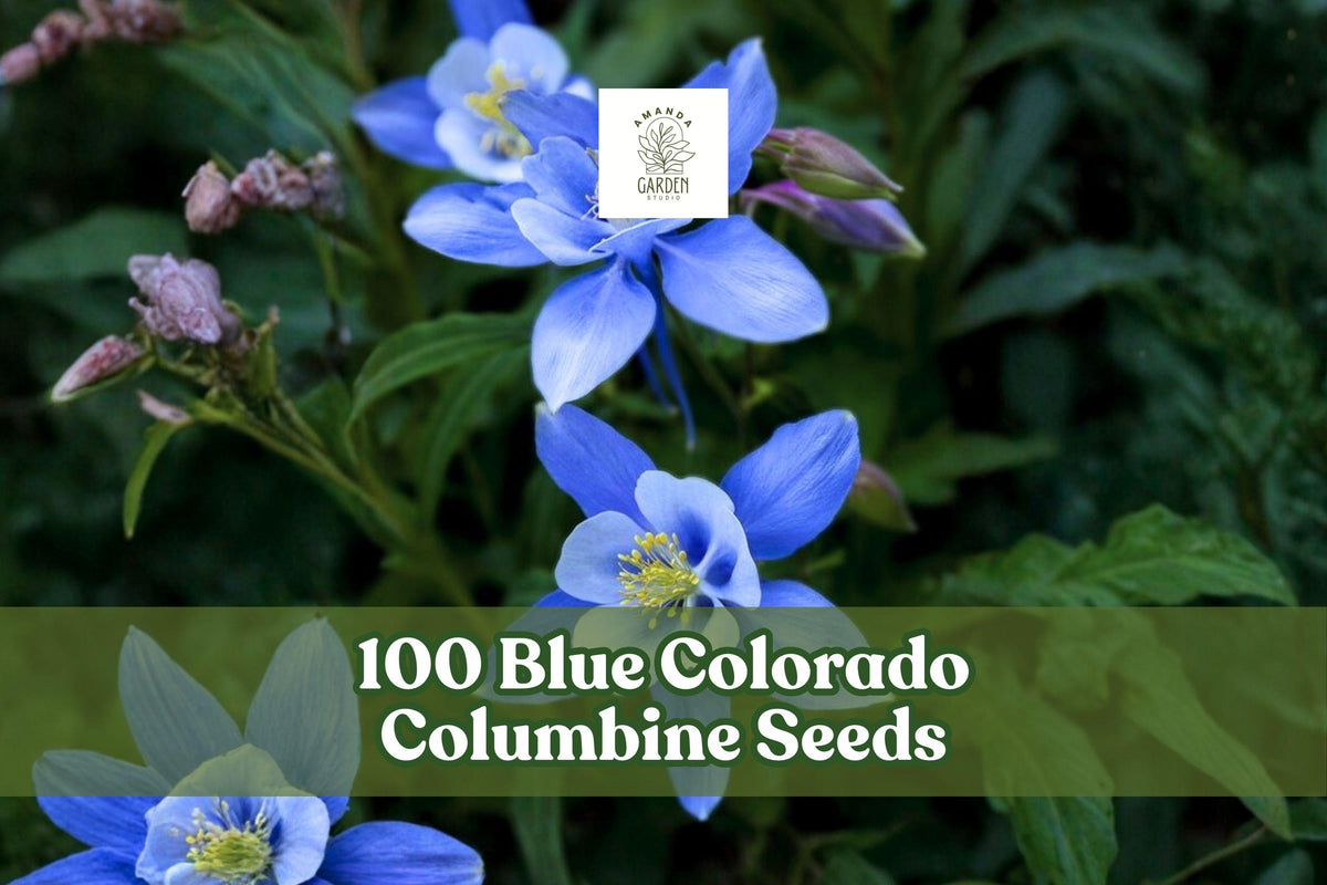Blue Colorado Columbine Seeds – Aquilegia caerulea – Perennial Wildflower with Blue & White Blooms for Gardens & Borders
