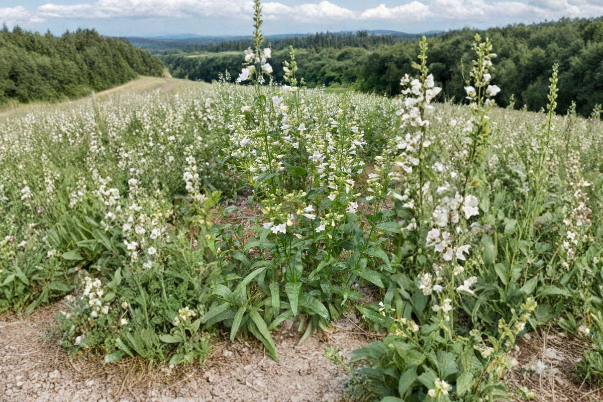 Penstemon digitalis Seeds – White Foxglove Beardtongue Perennial for Pollinator Gardens & Naturalized Landscapes