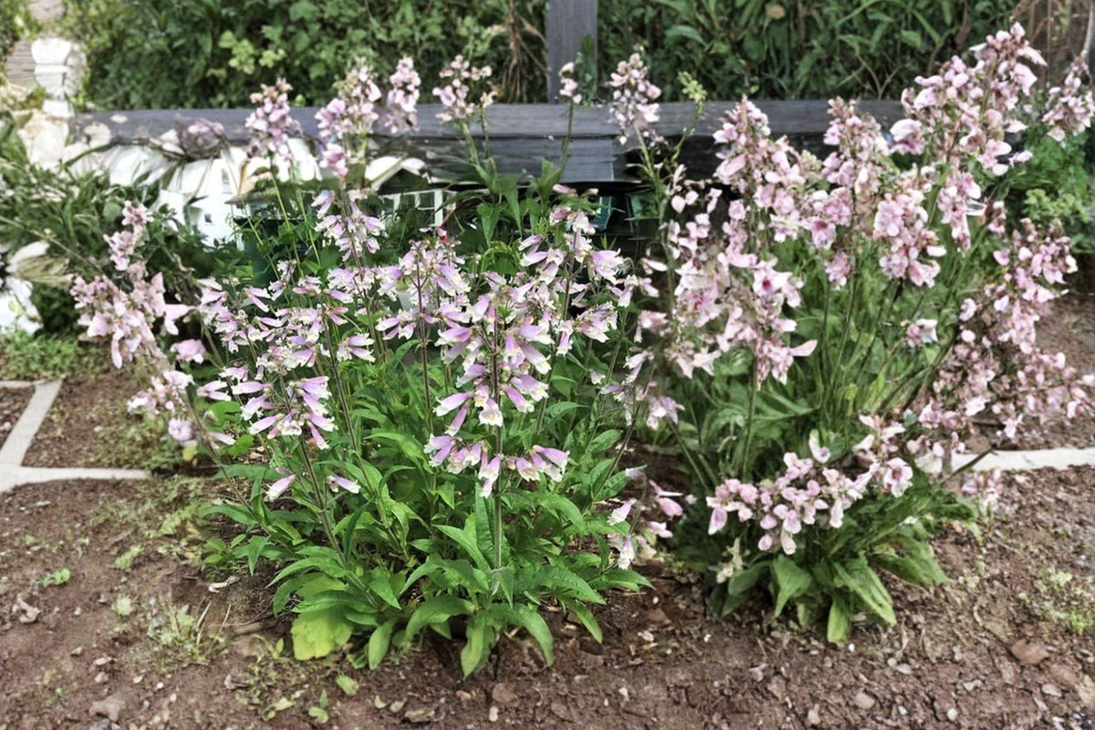 Penstemon hirsutus Hairy Beardtongue Seeds – Native Lavender Perennial for Pollinator Gardens & Borders
