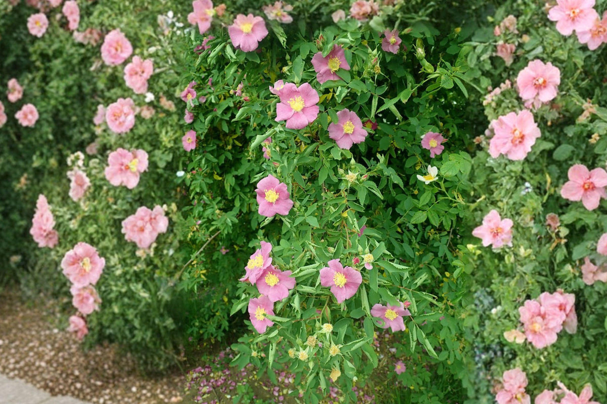 Rosa carolina Pasture Rose Seeds – Native Pink Wild Shrub for Gardens, Meadows & Wildlife Habitats (10 Seeds)