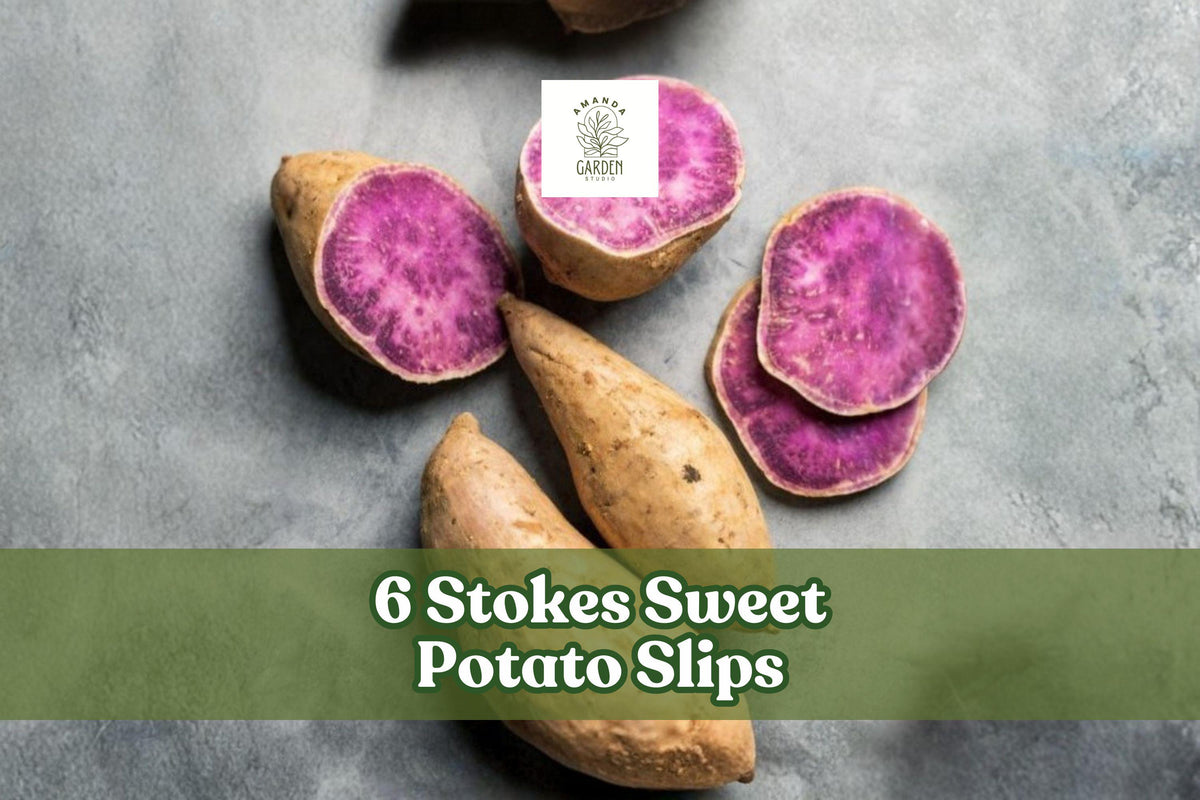 6 Stokes Sweet Potato Slips Ipomoea batatas Purple Fleshed Warm-Season Vegetable for Garden Beds