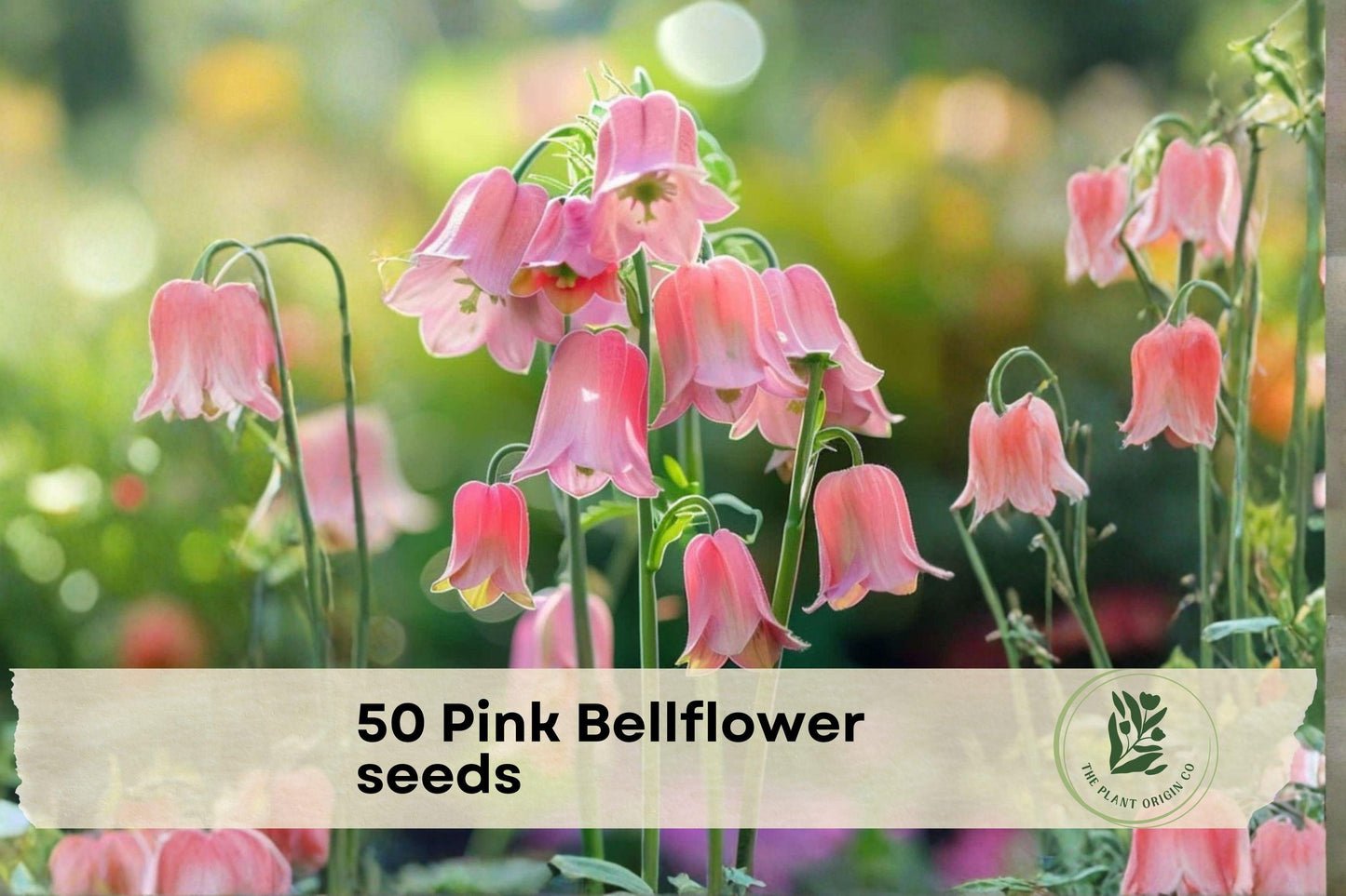 Pink Bellflower Seeds – Campanula medium Champion Series, Rosy Pink, Upright Bell-Shaped Blooms, Garden Beds & Borders, Cut Flowers