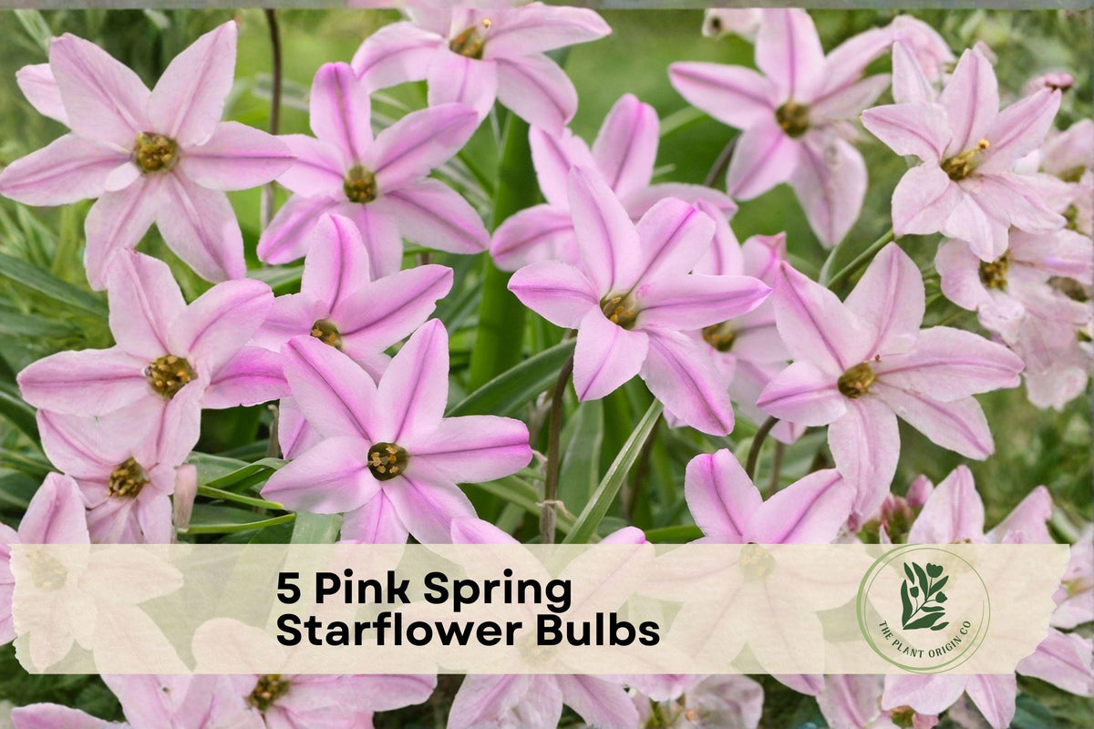 Pink Spring Starflower Bulbs, Ipheion uniflorum, Spring Blooming, Pink Star-Shaped Flowers, Low-Maintenance Garden Bulbs