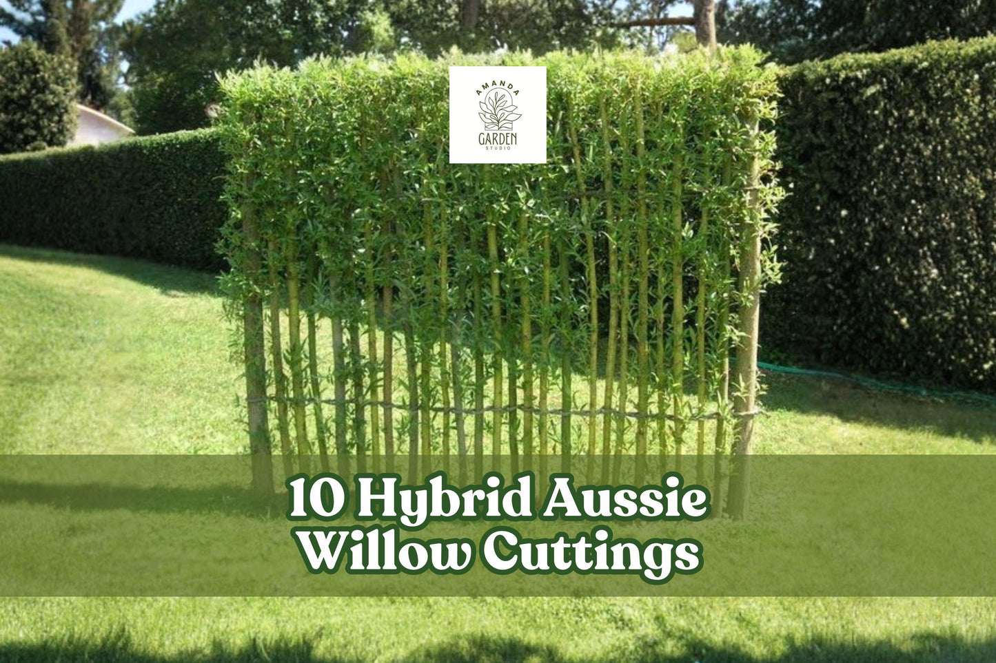 Hybrid Aussie Willow Cuttings – 10 Fast-Growing Privacy Trees for Living Fences & Windbreaks – Salix hybrid