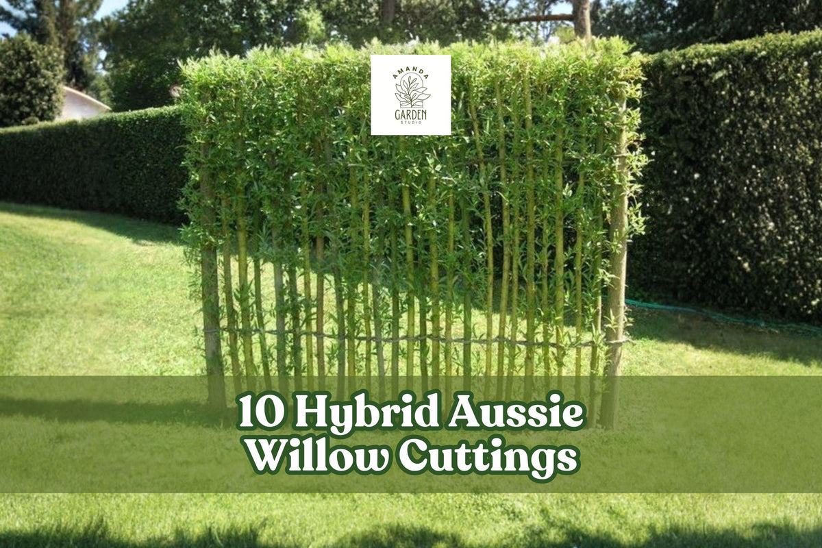 Hybrid Willow Cuttings – 10 Live Salix hybrid Privacy Trees for Windbreaks & Screens
