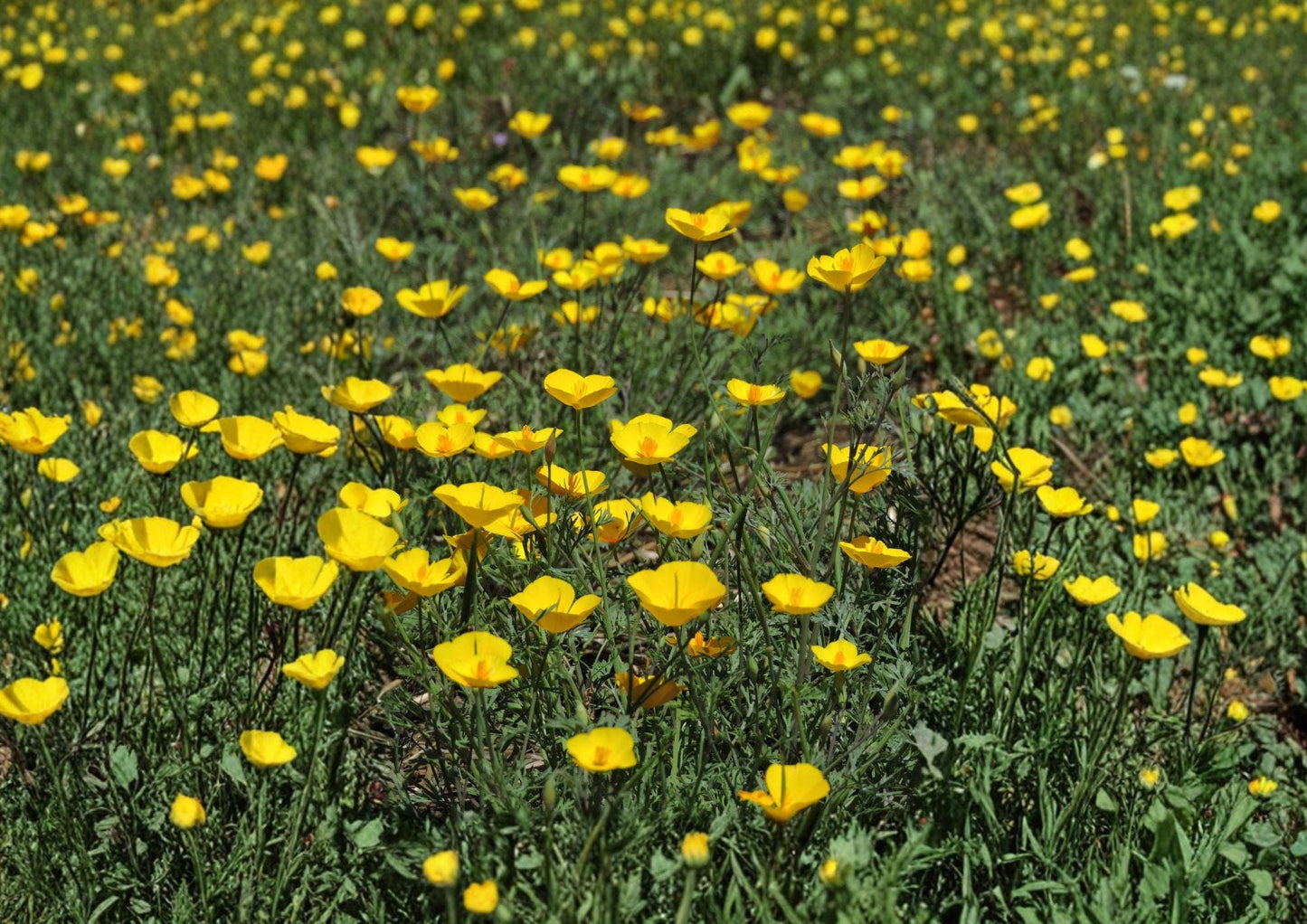 Tufted California Poppy Seeds - Dwarf Yellow Wildflower - Eschscholzia caespitosa, Native Annual for Rock Gardens & Borders