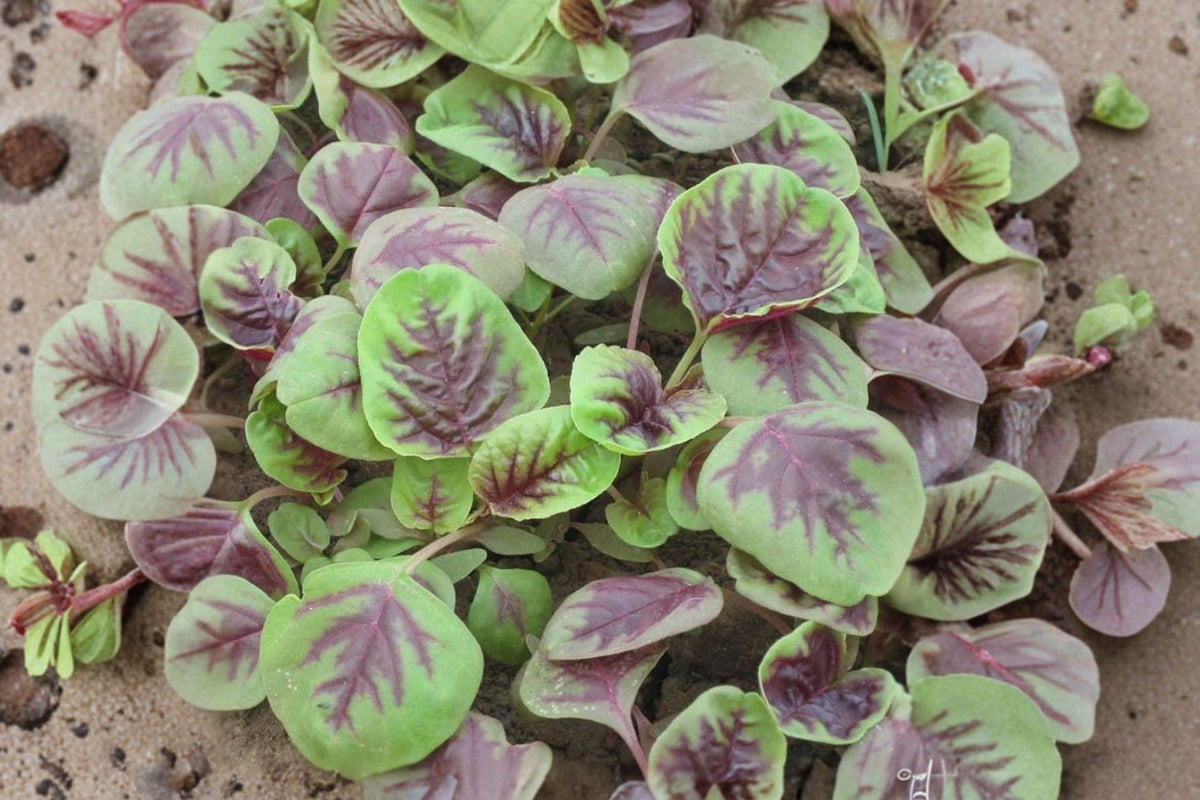 Red Stripe Amaranth Seeds – Red Beauty Tricolor Edible Leafy Vegetable, Microgreens & Greens, Amaranth Scientific Name