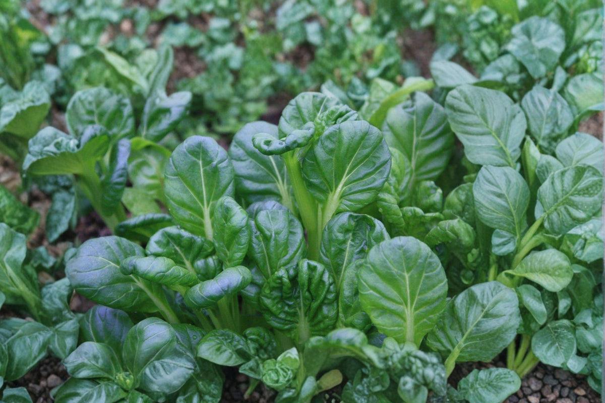 Tatsoi Seeds - 500 Pack, Asian Greens, Cold Hardy Pak Choi, Compact Leafy Green for Salads, Stir-Fries & Soups