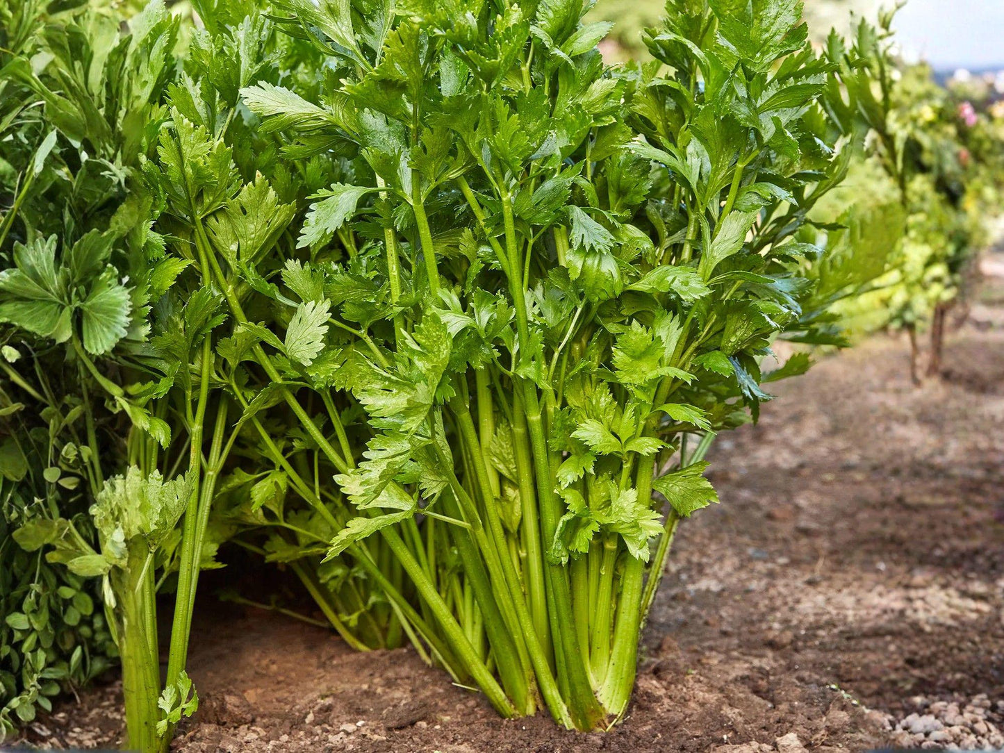 Tall Utah Celery Seeds – 2000 Heirloom Green Stalks for Cool-Season Gardens, Crisp Vegetable, Scientific Name Apium graveolens