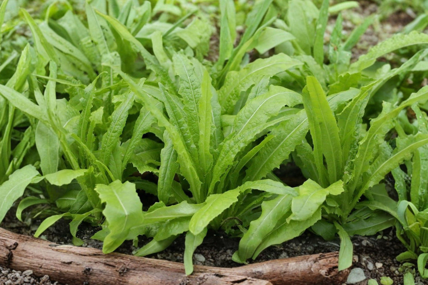 Celtuce Seeds - New Yu Mai Asparagus Lettuce, Asian Vegetable, Edible Stems, Fast-Growing, 500 Seeds