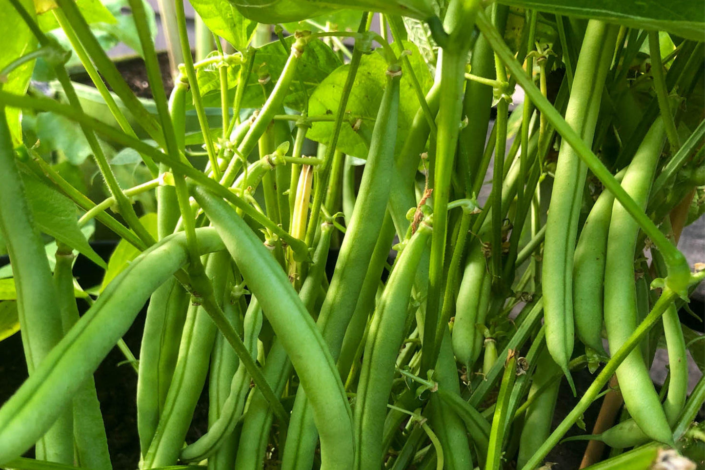 Petite Filet French Bean Seeds - Gourmet Snap Bean, High Yield, Tender Green Pods, Compact Plant, 50 Seeds