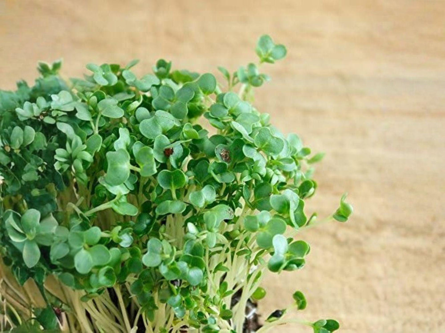 Curled Garden Cress Seeds – 750 Heirloom Pepper Cress Microgreens for Salad, Garnish, Indoor & Container Gardening