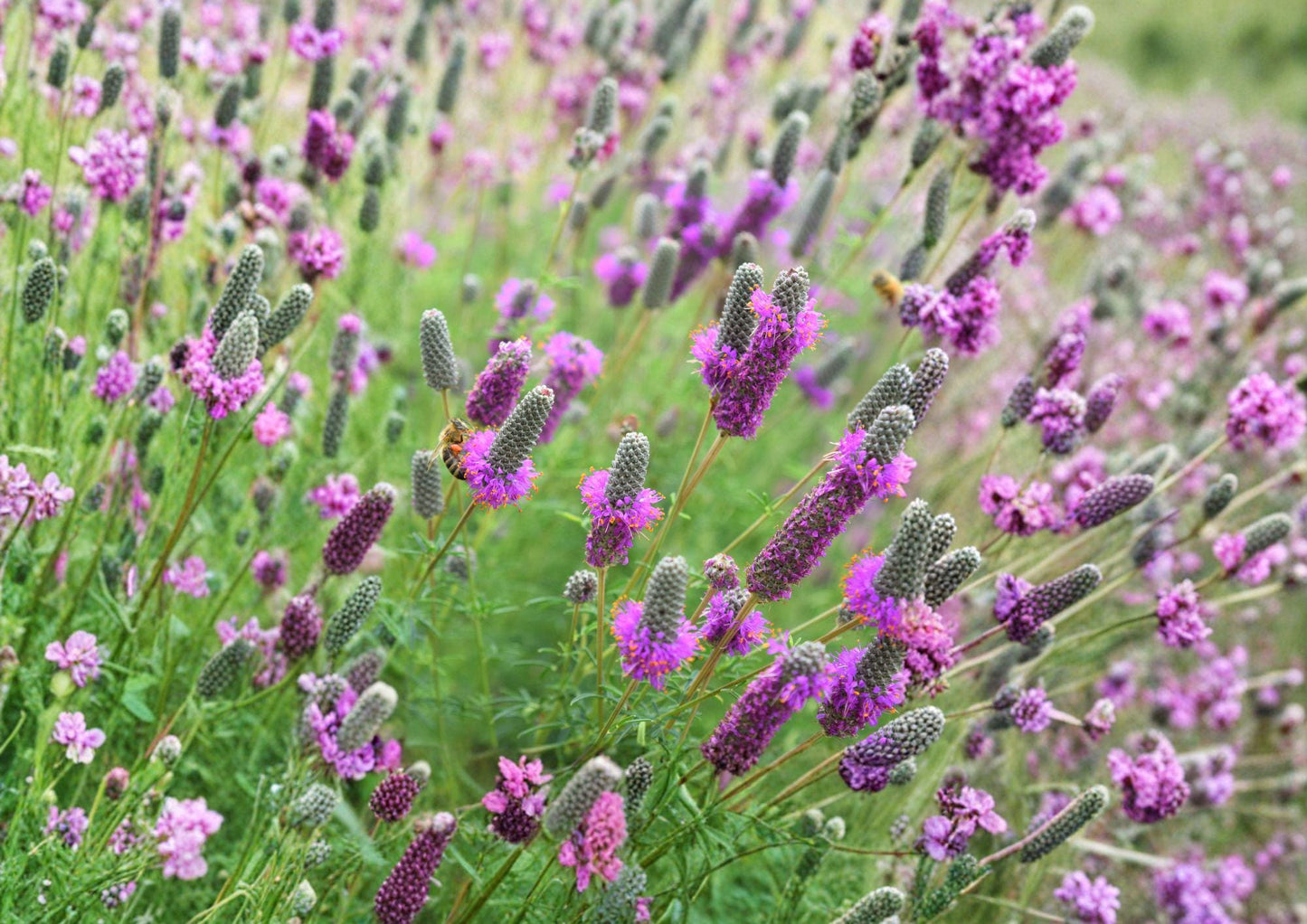Purple Prairie Clover Seeds - Native Pollinator Friendly Flower - Dalea purpurea - Drought Tolerant Perennial for Prairie Gardens & Wildflower Meadows