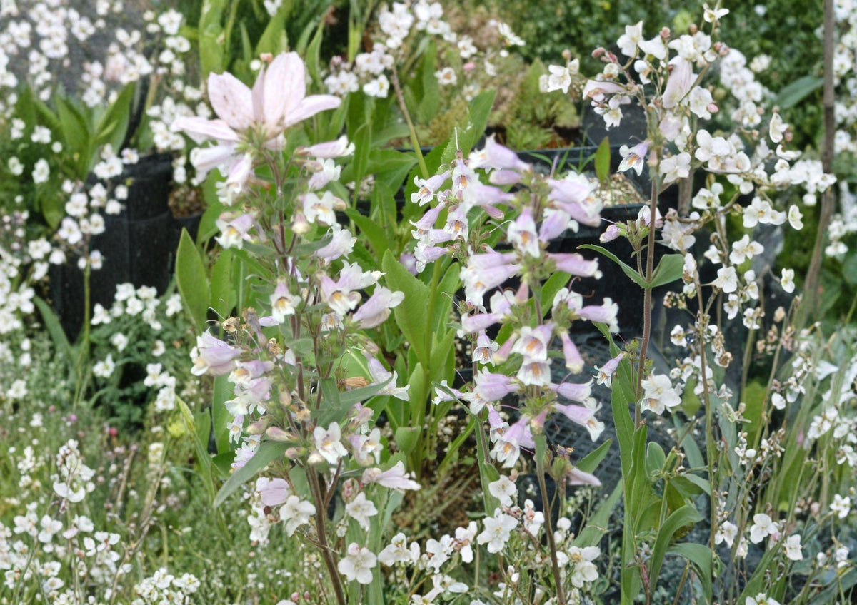 Penstemon Gracilis Seeds – Slender Beardtongue Native Perennial with Purple Blue Flowers, Drought Tolerant, Pollinator-Friendly