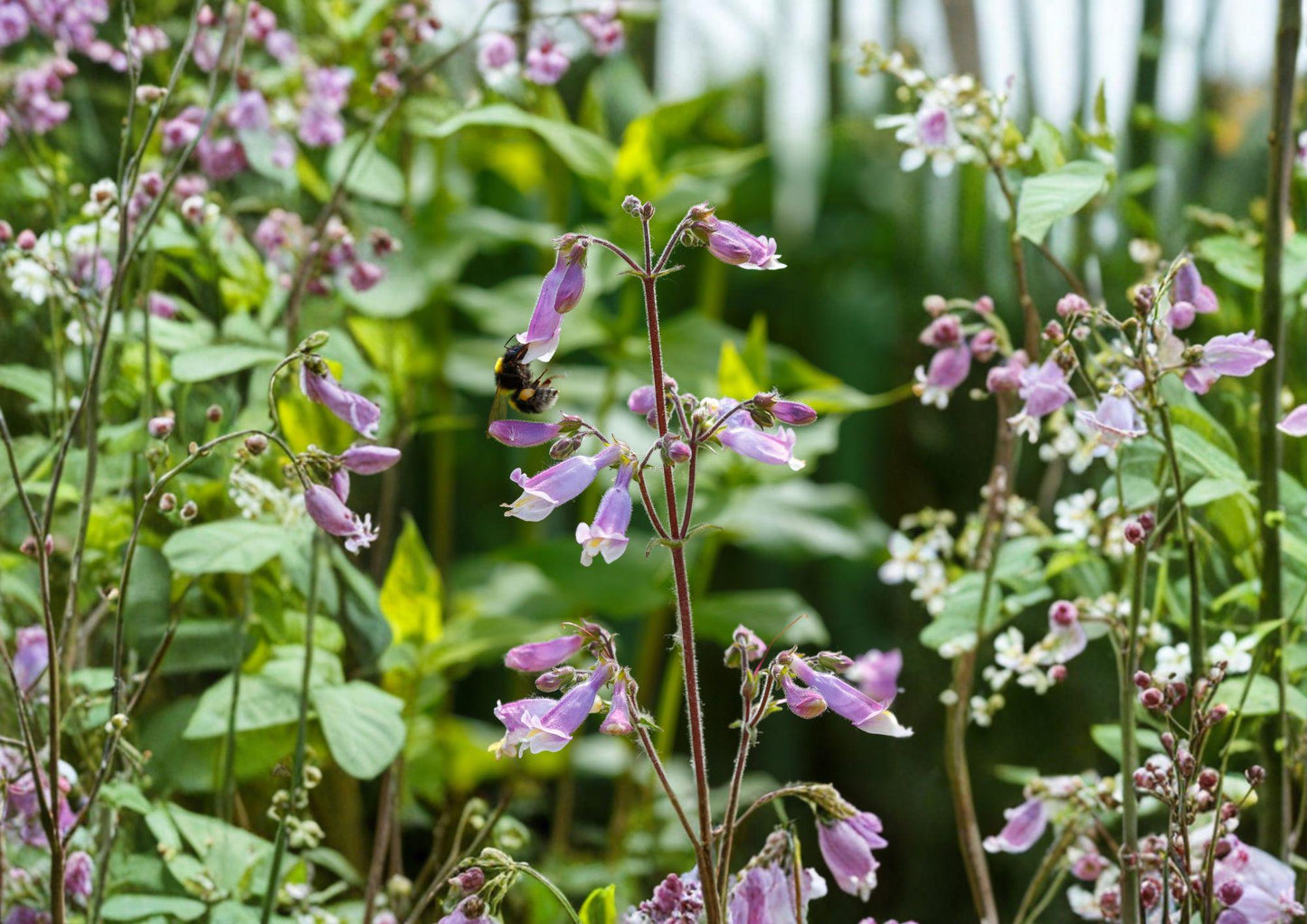 Penstemon Hirsutus Seeds - Hairy Beardtongue Native Perennial with Lavender Tubular Flowers for Pollinator Gardens