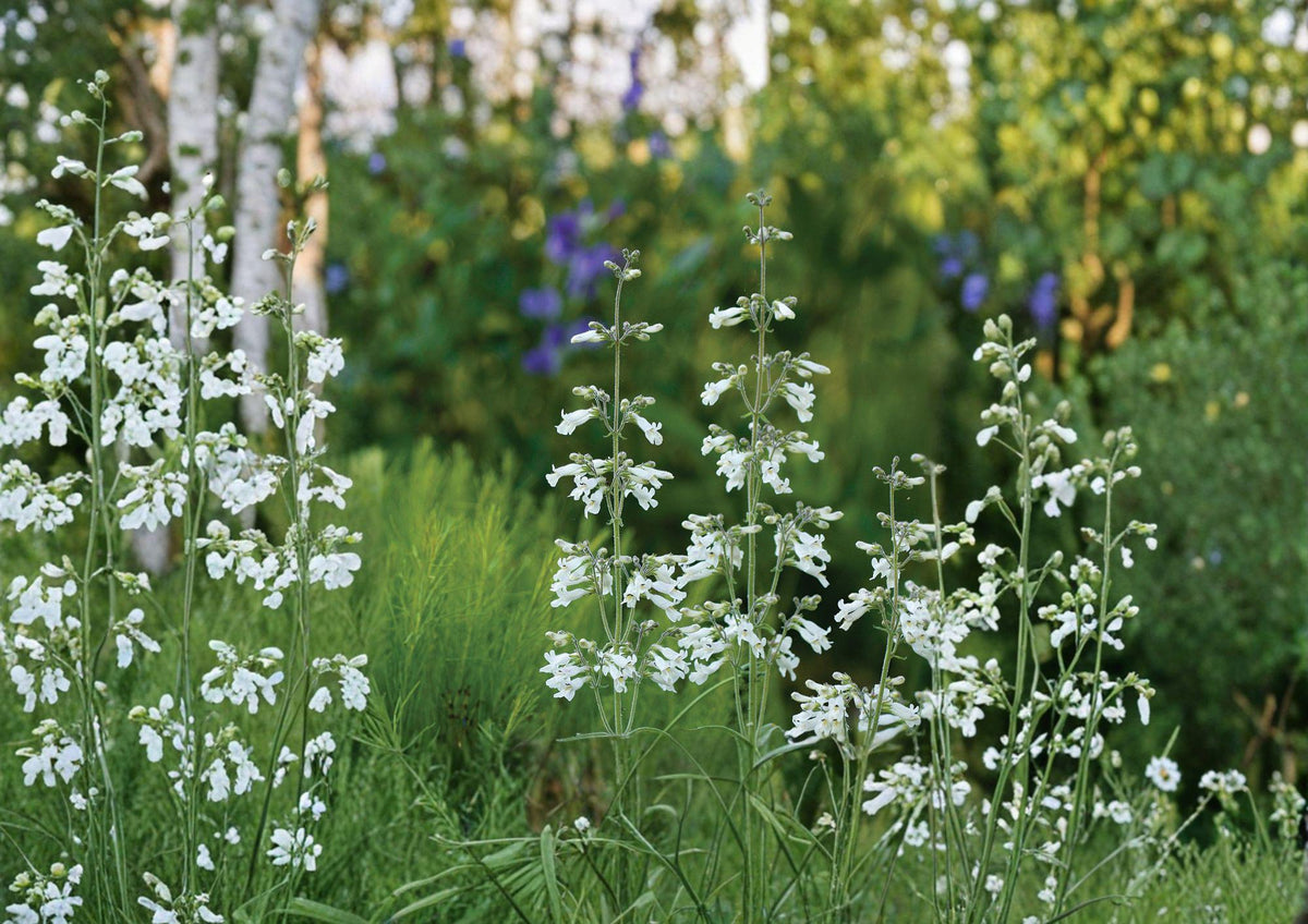 Pale Beardtongue Seeds – Native Perennial with Lavender Tubular Flowers, Penstemon pallidus, Drought-Tolerant Wildflower for Prairie Gardens