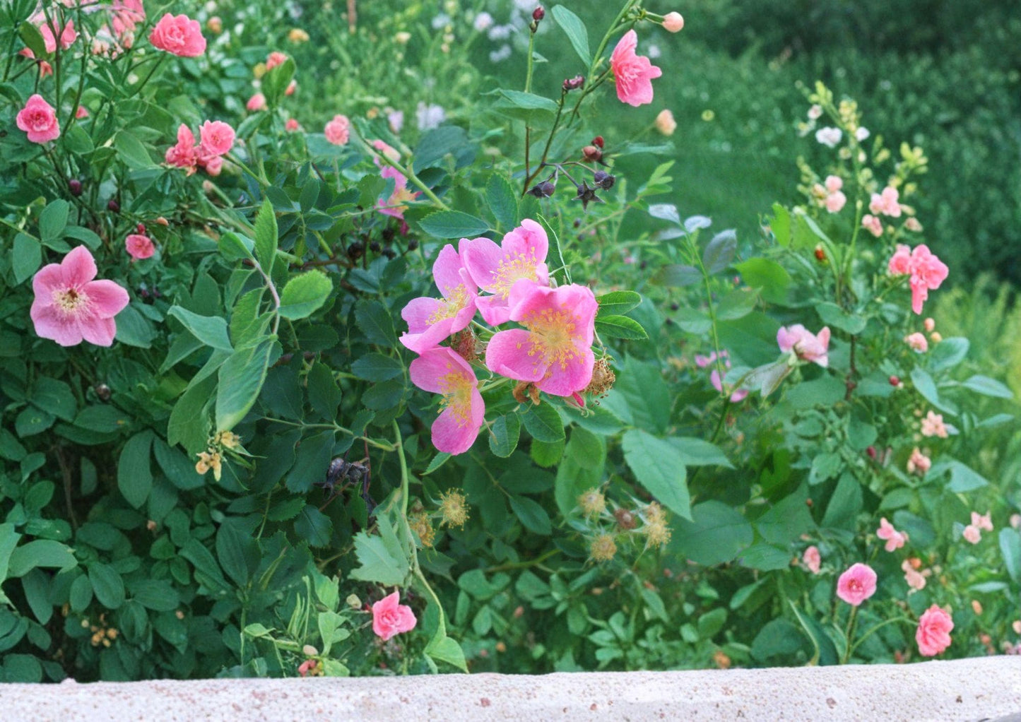 Rosa Arkansana Prairie Wild Rose Seeds – Fragrant Pink Flowers, Native Shrub, Wildlife Garden, Drought Tolerant, 10 Seeds