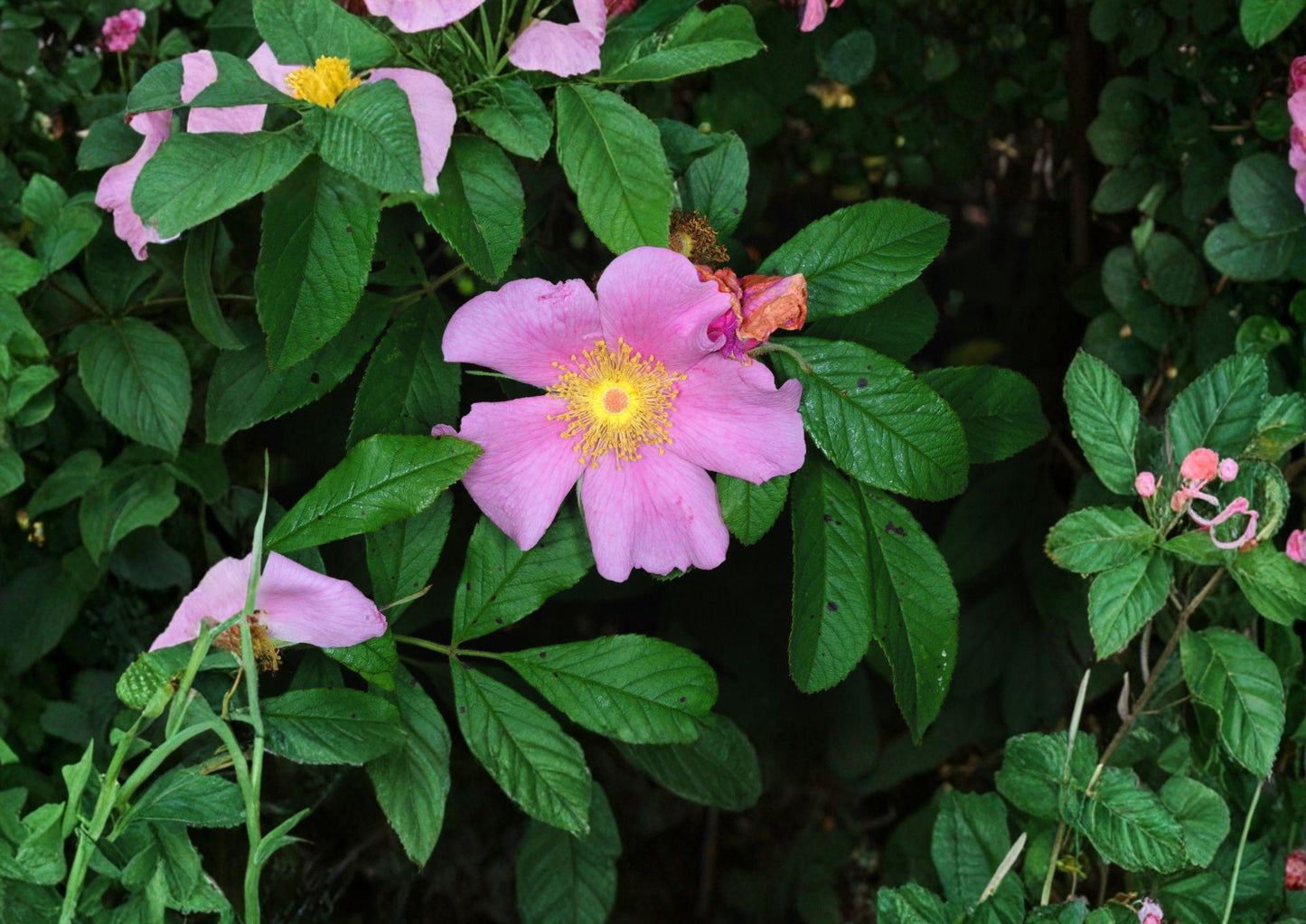 Rosa Palustris Swamp Rose Seeds – Native Fragrant Pink Flowers, Red Hips, Wetland Shrub, Wildlife-Friendly, 10 Premium Seeds