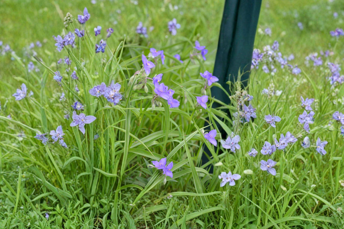 Tradescantia bracteata Seeds – Native Blue Purple Perennial Prairie Garden Plant, Pollinator Friendly, 25 Seeds
