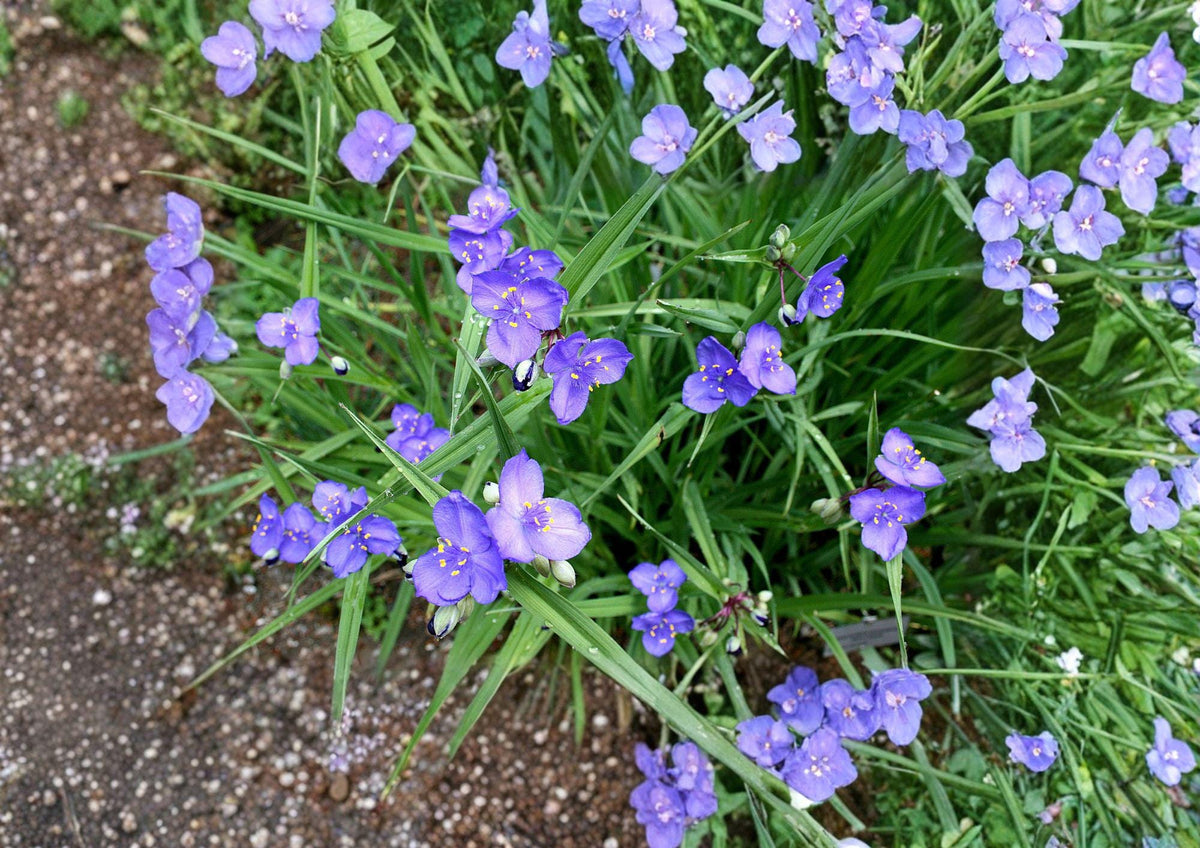 Western Spiderwort Seeds – Bright Blue Native Perennial Flowers for Gardens, Tradescantia occidentalis, Drought-Tolerant Wildflower Seeds