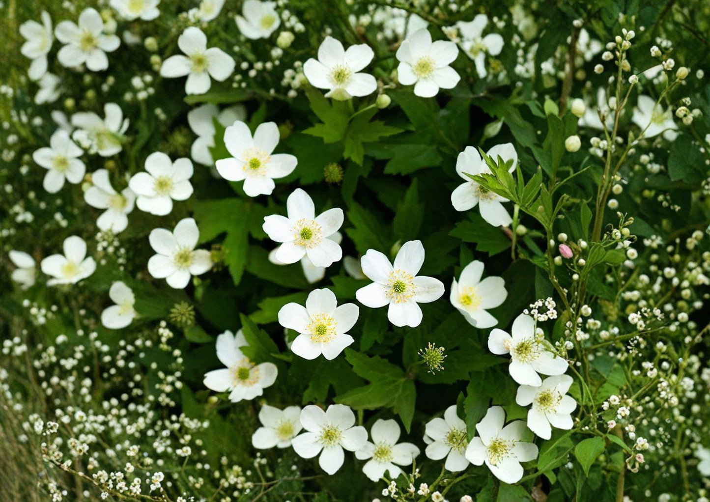 Canada Anemone Seeds – Native Perennial for Woodland Gardens, White Spring Flowers, Anemone canadensis, Ecological Landscaping