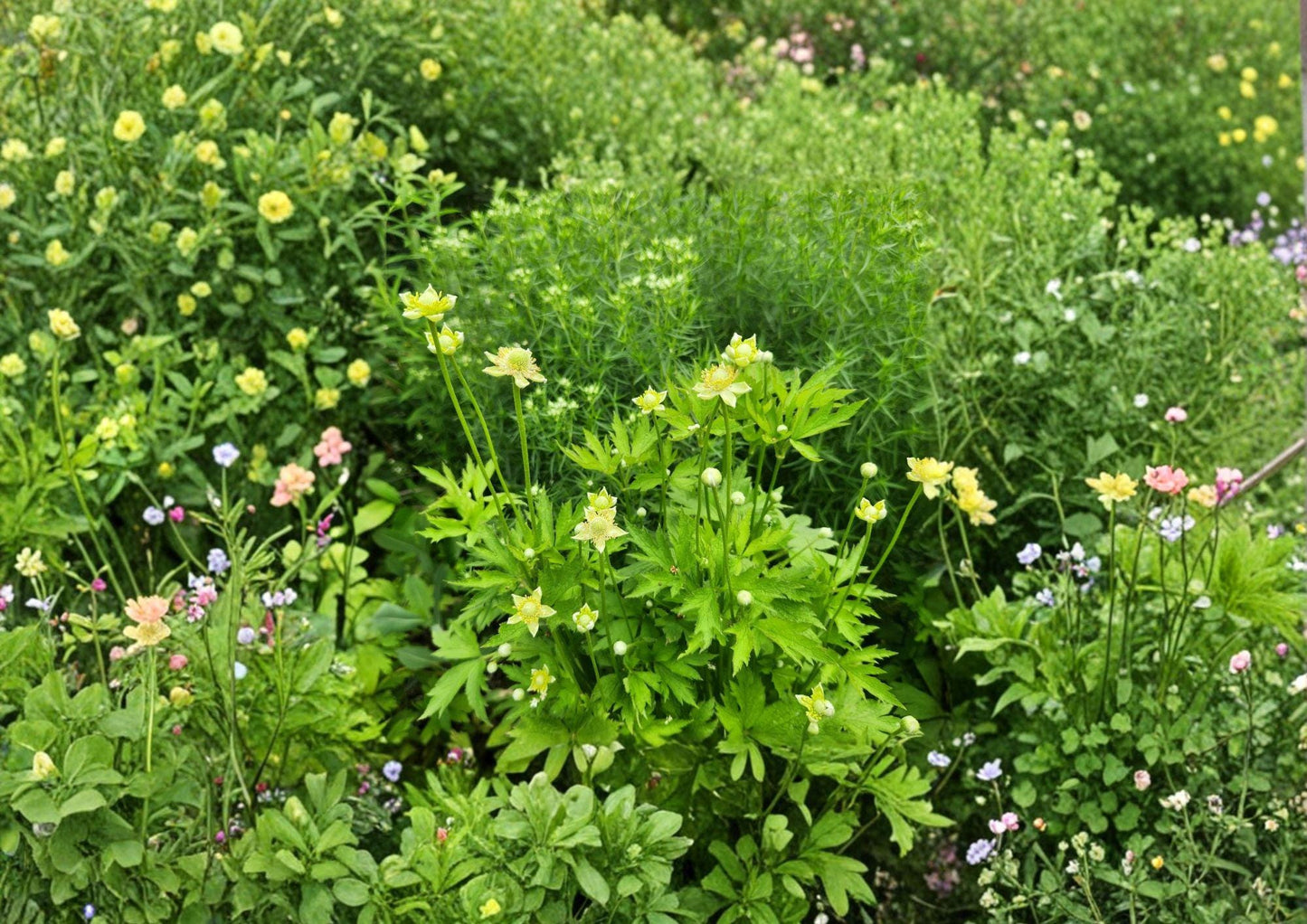 Anemone Virginiana Seeds – Native Perennial White Flowers & Seed Heads – Tall Thimbleweed, Wildflower for Gardens & Restoration