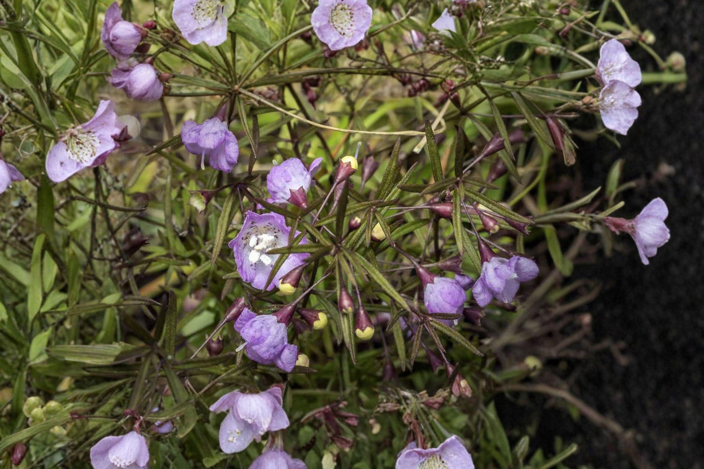 Agalinis Tenuifolia Seeds, 250 Native Wildflower Seeds, Pink Tubular Blooms, Pollinator-Friendly, Prairie and Meadow Planting
