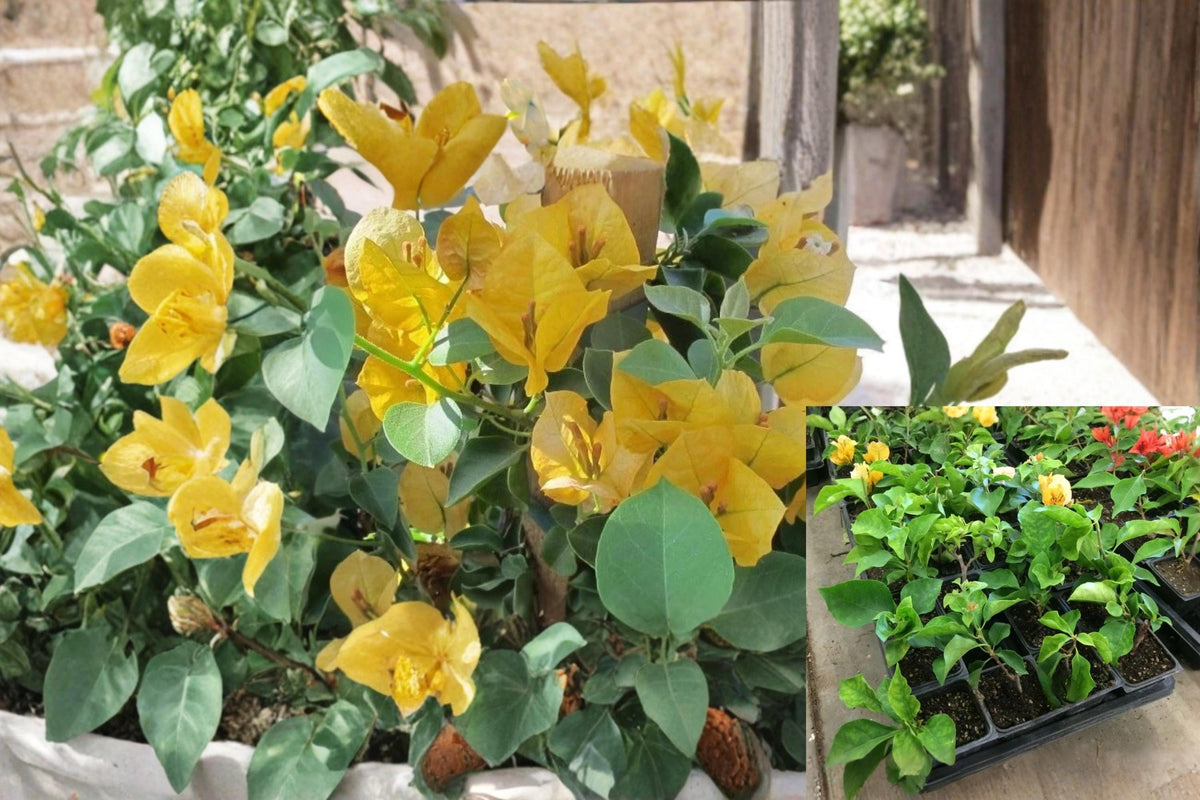 Bougainvillea California Gold Rooted Cutting - Vibrant Golden Bracts, Tropical Flowering Vine, Live Plant