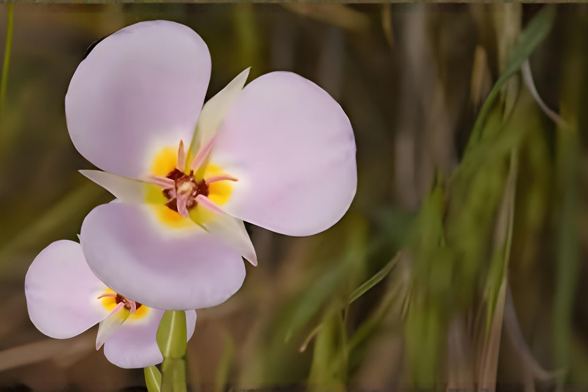 Winding Mariposa Lily Seeds, Native Wildflower, Drought Tolerant, Calochortus flexuosus, Desert and Rock Garden Plant
