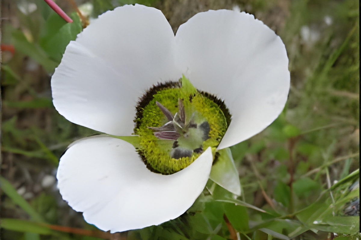 Rocky Mountain Mariposa Lily Seeds - Calochortus gunnisonii Native Wildflower for Rock Gardens & Alpine Landscapes