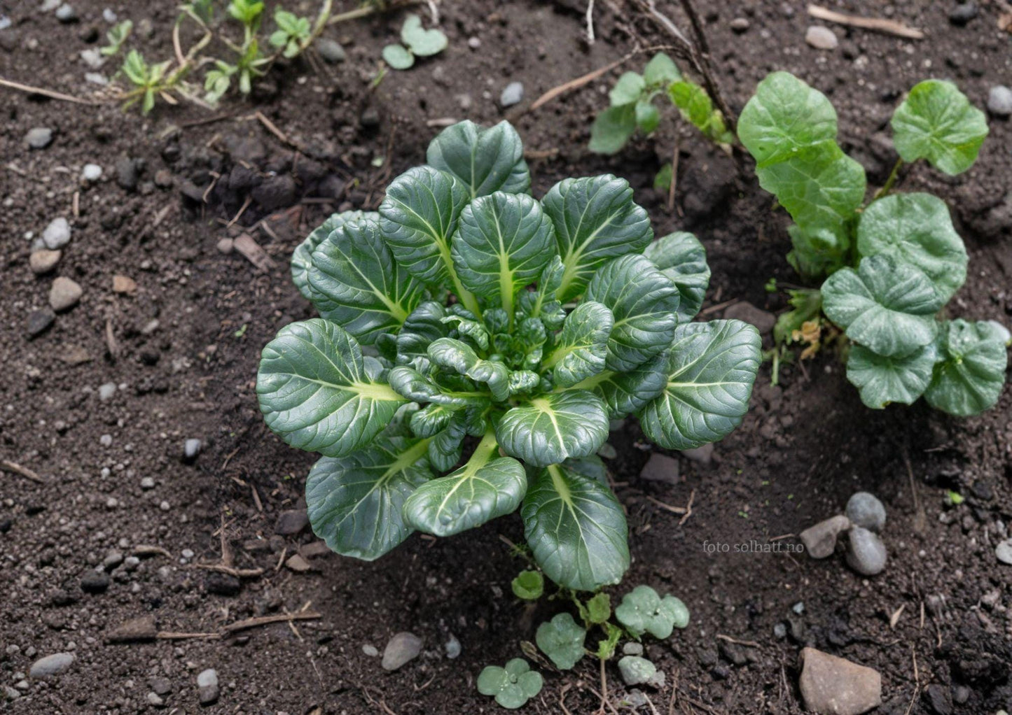 Tatsoi Seeds - Asian Leafy Green, Cold Hardy, Pack of 500 Seeds, Pak Choi, Compact Rosette, Cool-Season Vegetable, Edible Ornamental