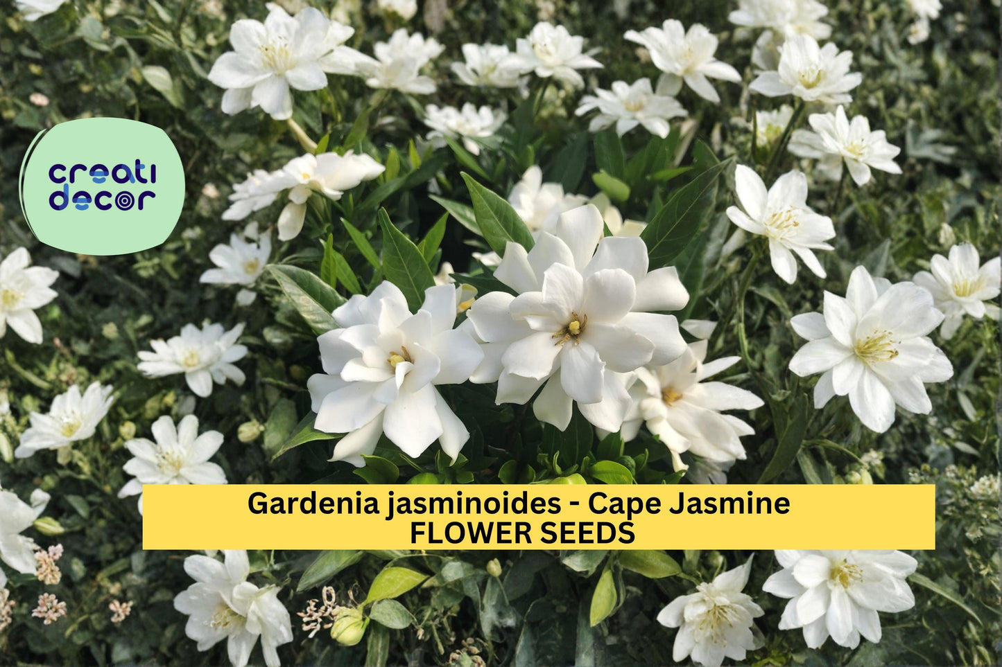 Gardenia jasminoides Seeds – 20 Count, Evergreen Shrub with White Fragrant Flowers, Cape Jasmine, Ornamental Plant for Gardens & Containers