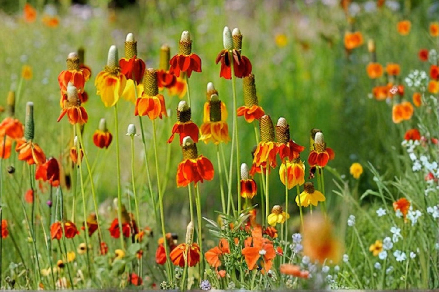 Prairie Coneflower Seeds (100) – Native Wildflower – Drought Tolerant Perennial – Ratibida columnifera – Pollinator Attracting Seeds