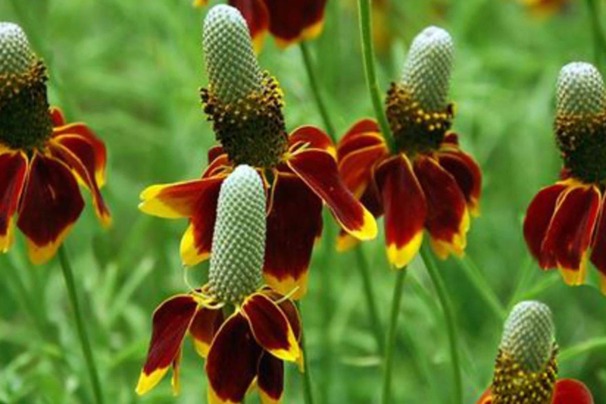 Mexican Hat Flower Seeds 250 Pack – Ratibida columnifera pulchra – Native Pollinator Wildflower – Drought Tolerant Perennial