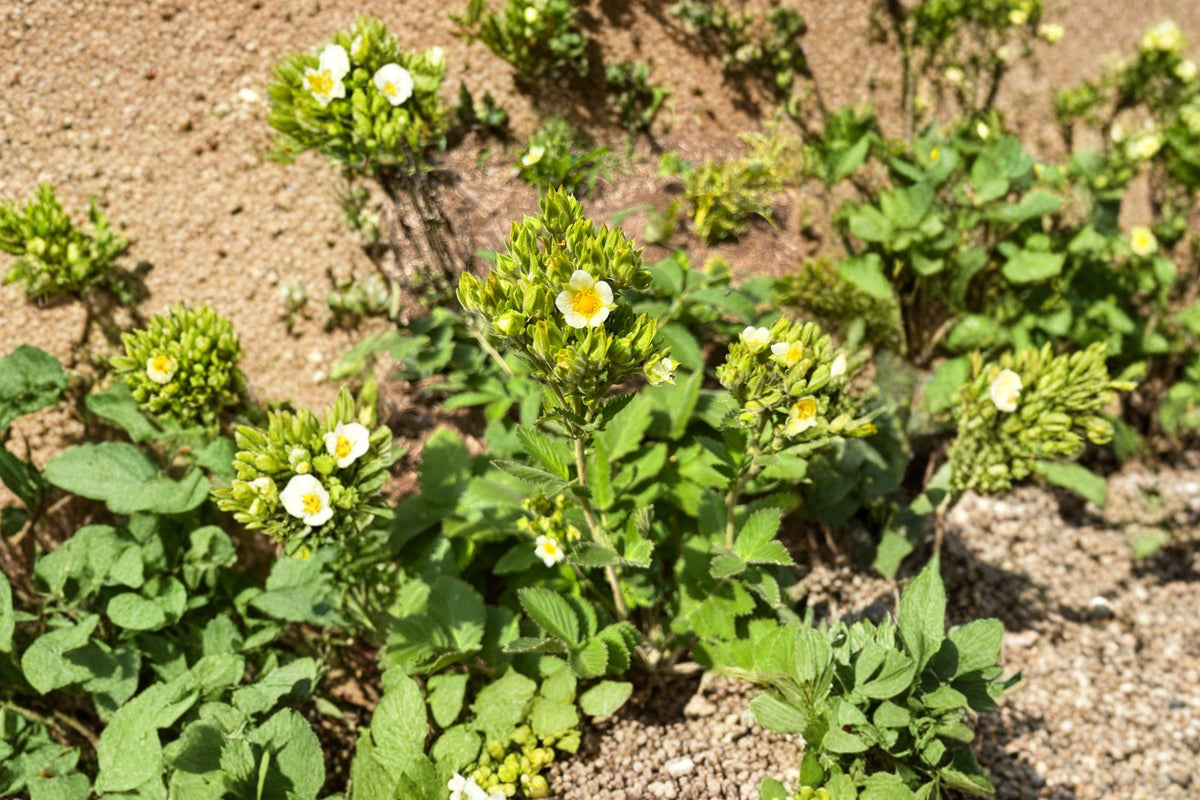 Prairie Cinquefoil Seeds 100 Native Wildflower for Pollinator Gardens Drymocallis arguta Perennial Plant