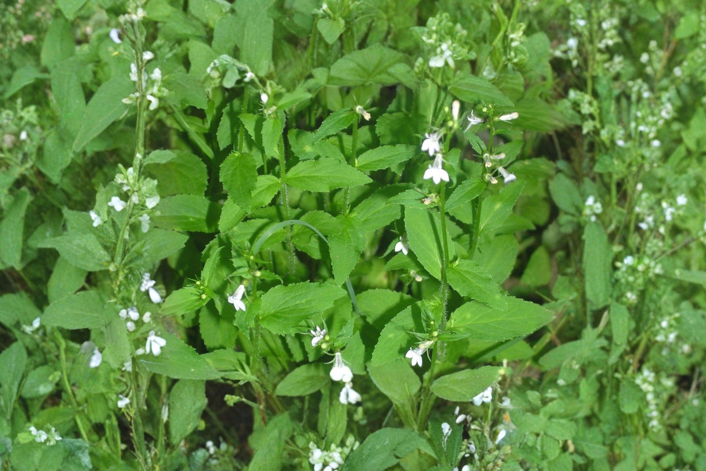 Indian Tobacco Seeds – Native Wildflower, Pale Blue Blooms, Pollinator Garden, Lobelia inflata, 100 Seeds
