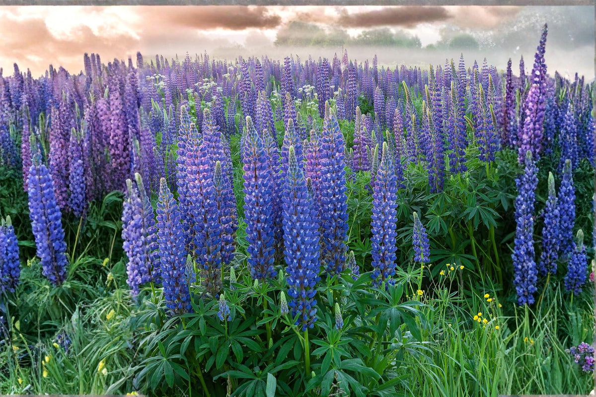 Blue Lupine Seeds – Native Perennial Wildflower for Pollinators – Lupinus perennis – Prairie Garden Plant (25 Seeds)