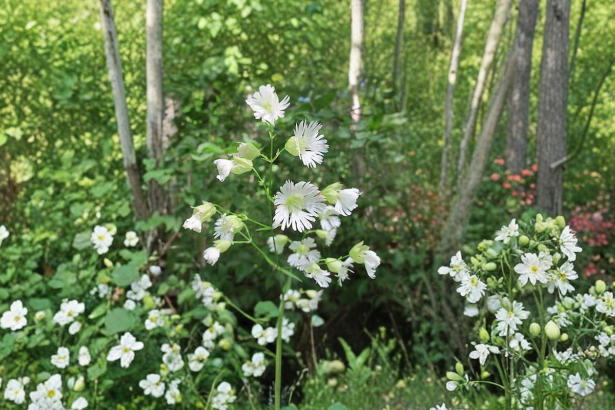 Starry Campion Seeds – 100 Native Wildflower Seeds for Shade Gardens, Fringed White Blooms, Silene stellata, Perennial, Pollinator-Friendly