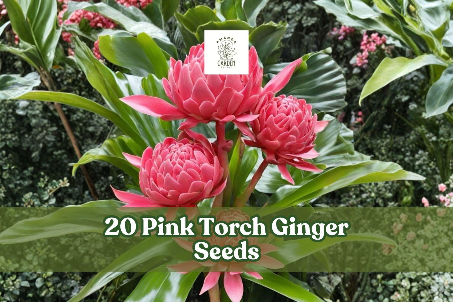 20 Pink Torch Ginger Seeds – Etlingera elatior Tropical Ornamental Flowering Plant for Gardens