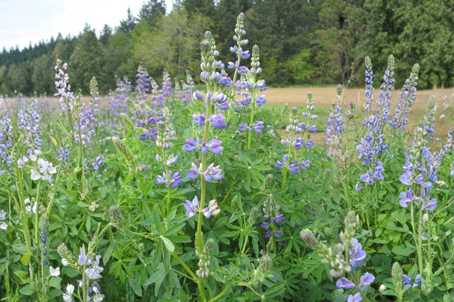 Riverbank Lupine Seeds (15) – Lupinus rivularis Native Perennial Wildflower for Pollinator Gardens & Meadow Landscaping