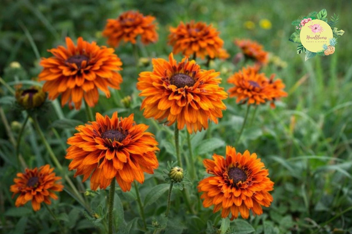 Cherokee Salmon Rudbeckia Seeds – Annual Flower Garden Planting, Rudbeckia hirta, Bright Salmon-Pink Blooms, Pollinator Attracting Seeds