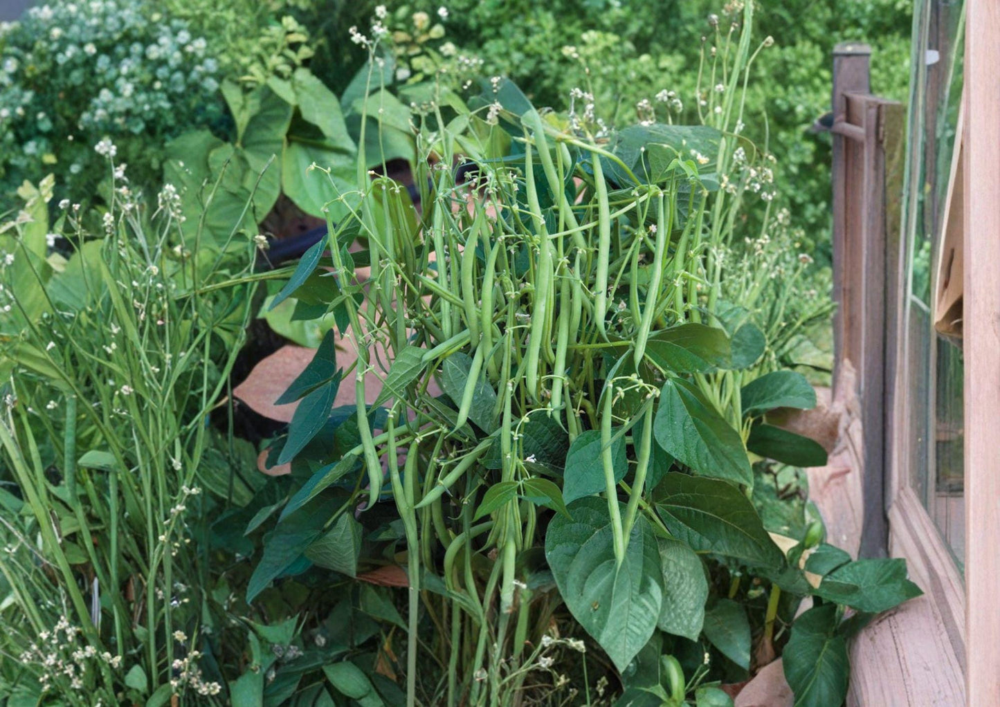 Petite Filet French Bean Seeds - Gourmet Haricot Vert, 50 Seeds, Slim Tender Pods, French Heirloom, Edible Green Beans