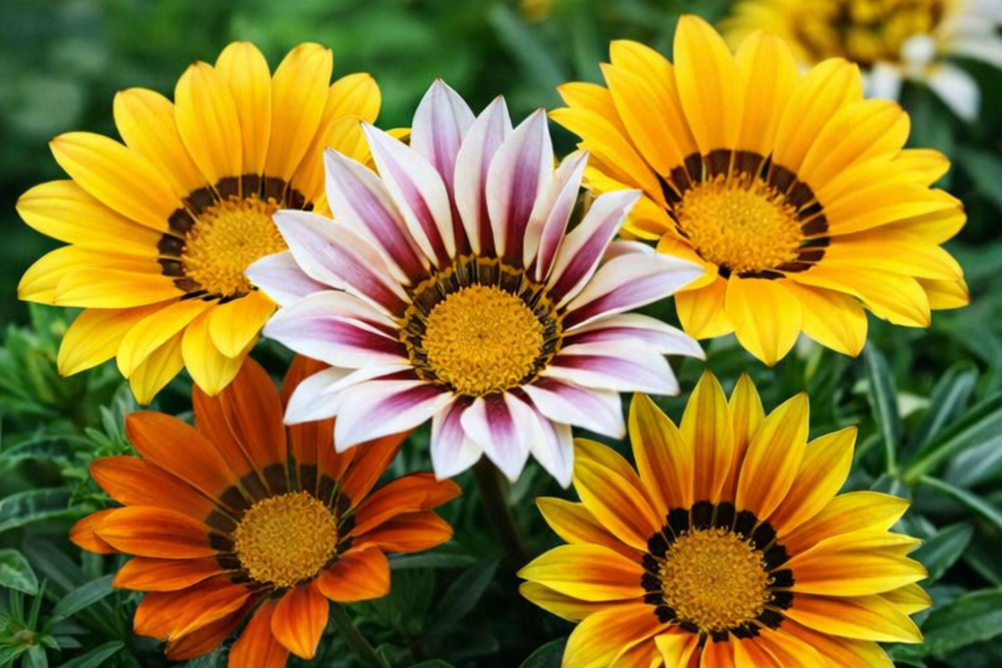 Gazania Seeds - Mystic Flame Fragrant Flowers, Non-GMO Garden Seeds, Gazania rigens, Sunny Borders & Containers