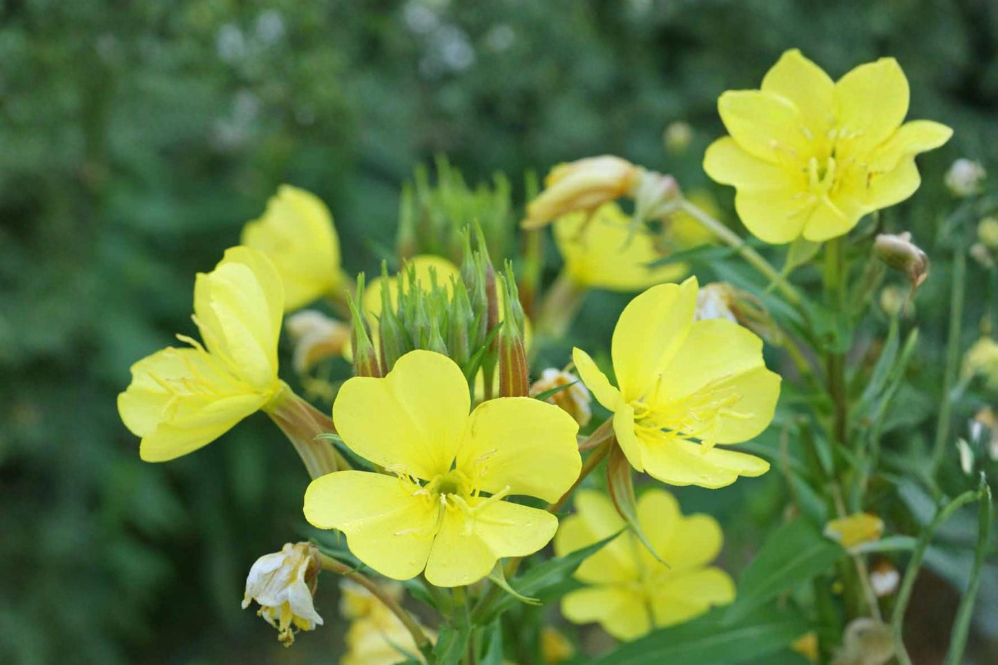 Evening Primrose Seeds – 200 Pack – Oenothera Lamarckiana – Yellow Night Blooming Flower for Pollinator & Medicinal Gardens