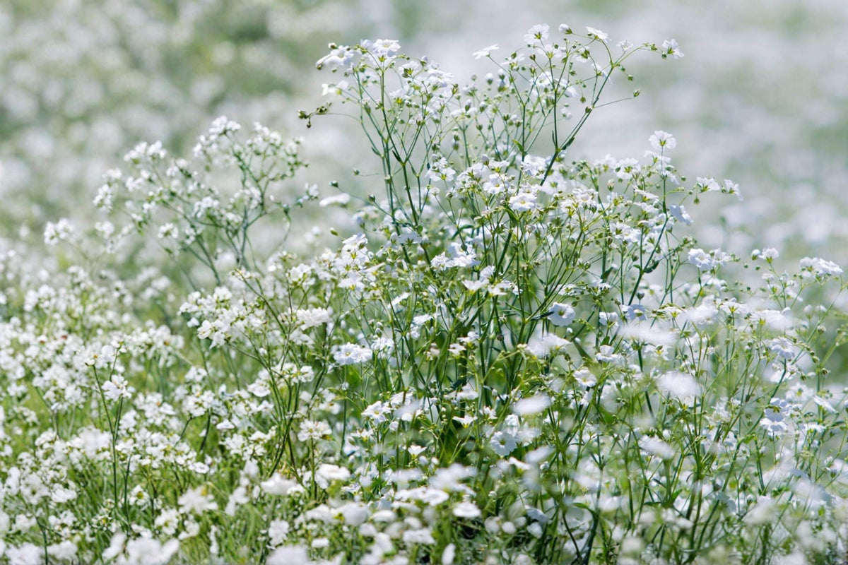 Baby’s Breath Seeds 100 Gypsophila elegans Covent Garden White White Annual Cut Flower Garden
