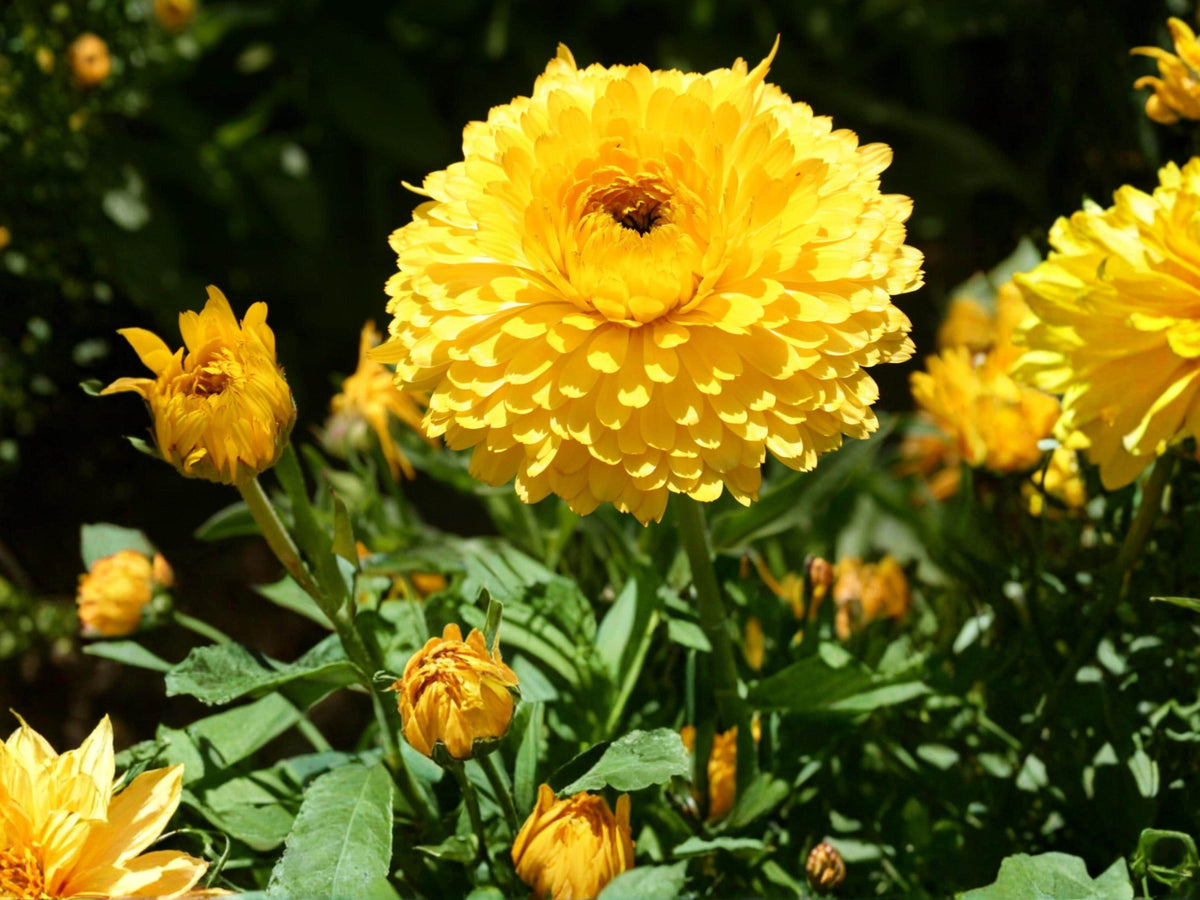Calendula Seeds Pacific Beauty Dark Yellow – Pot Marigold, Annual Cut Flower, Calendula officinalis, 100 Seeds